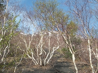 rra delle Concazze-201100508 164